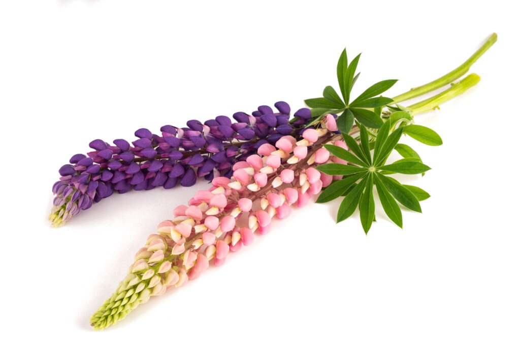 Lupin flowers  with leaves isolated on white background. Another Ancient Egypt beauty secret.